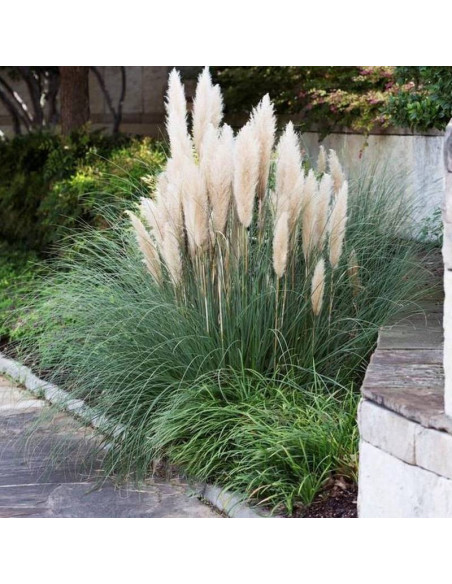 Kortaderia Pumila Cortaderia selloana Trawa pampasowa