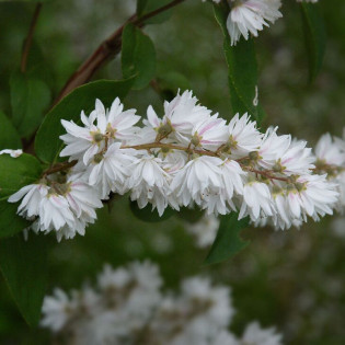 Candidissima Żylistek szorstki Deutzia scabra 2