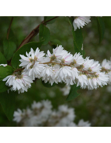 Deutzia scabra Żylistek szorstki Candidissima