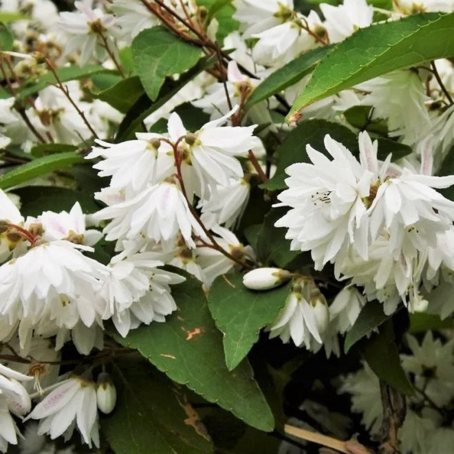 Candidissima Żylistek szorstki Deutzia scabra