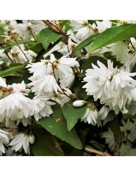 Candidissima Żylistek szorstki Deutzia scabra