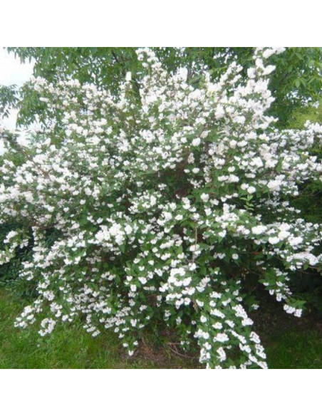 Candidissima Deutzia scabra Żylistek szorstki
