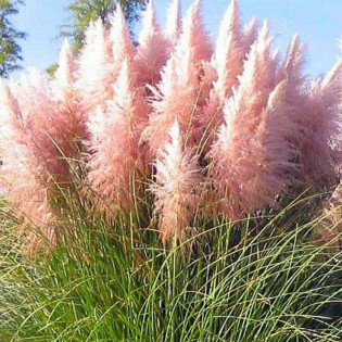 Rosea Cortaderia selloana Trawa pampasowa