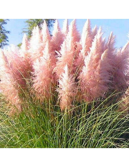 Rosea Cortaderia selloana Trawa pampasowa