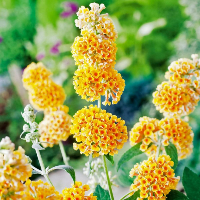 Budleja Weyera Sungold Buddleja weyeriana