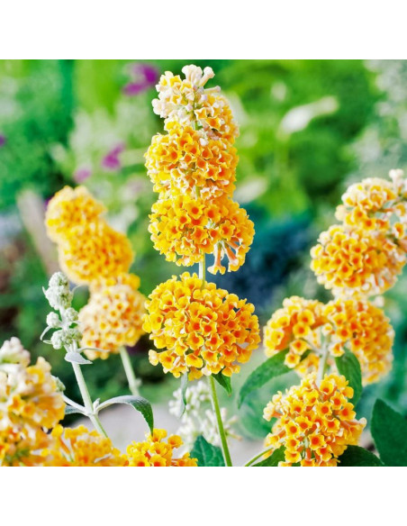 Budleja Weyera Sungold Buddleja weyeriana