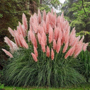 Rosea Cortaderia selloana Trawa pampasowa 2