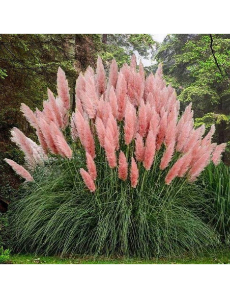 Trawa pampasowa Rosea Cortaderia selloana