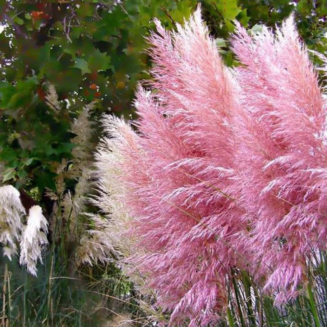 Trawa pampasowa Cortaderia selloana Rosea