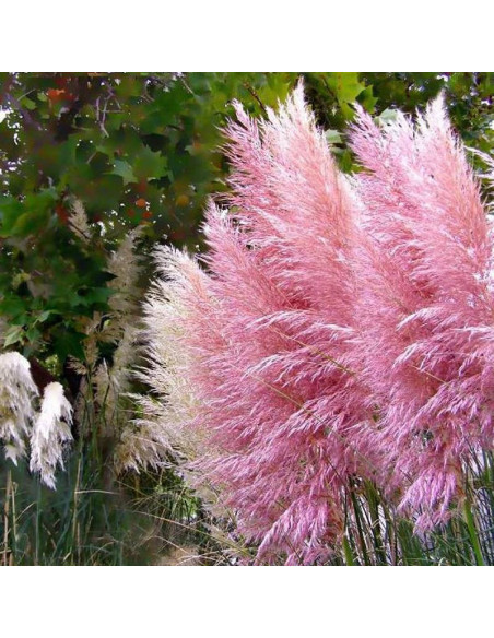 Trawa pampasowa Cortaderia selloana Rosea