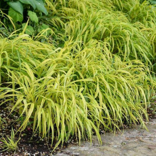 Trawa bambusowa Aureola Hakonechloa macra