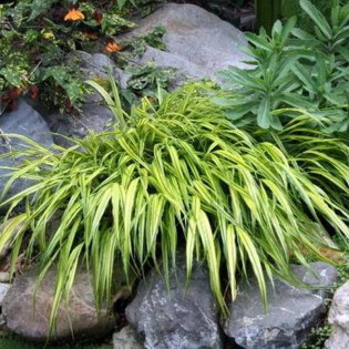 Trawa bambusowa Aureola Hakonechloa macra 2