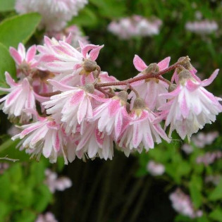 Codsall Pink Deutzia scabra Żylistek szorstki