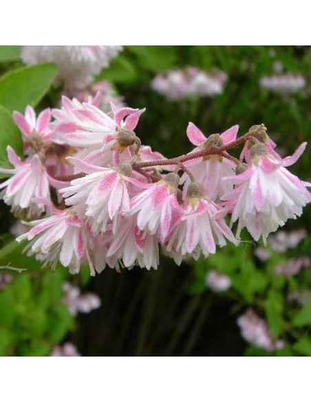 Codsall Pink Deutzia scabra Żylistek szorstki