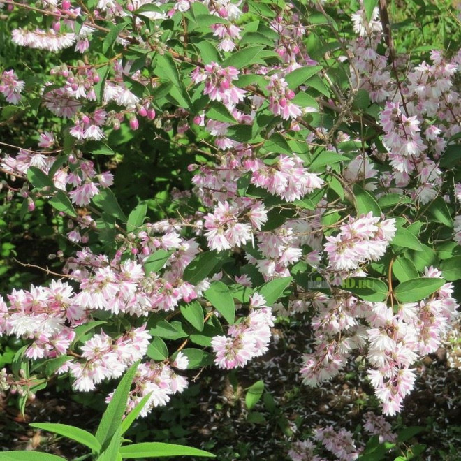Codsall Pink Żylistek szorstki Deutzia scabra