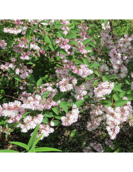 Codsall Pink Żylistek szorstki Deutzia scabra