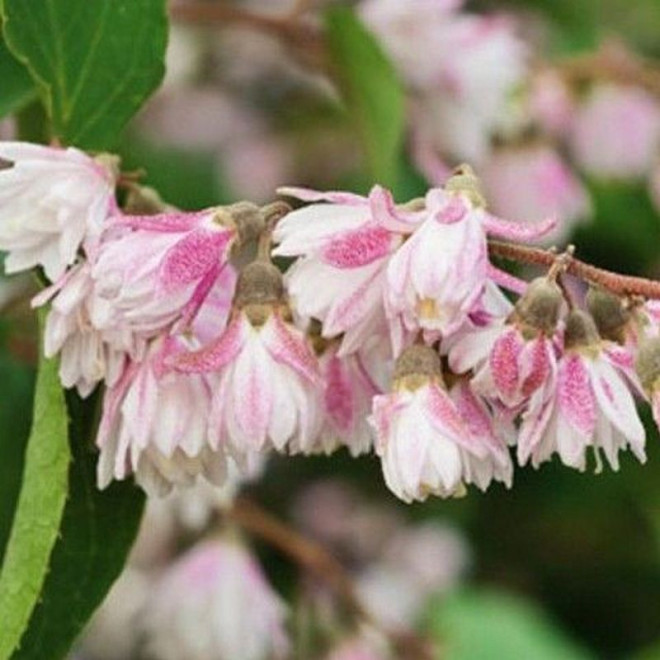 Deutzia scabra Żylistek szorstki Codsall Pink