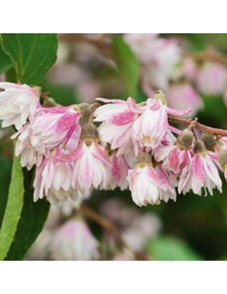 Deutzia scabra Żylistek szorstki Codsall Pink