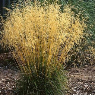 Deschampsia cespitosa Śmiałek darniowy Goldtau