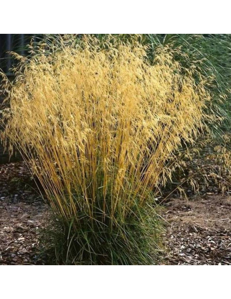 Deschampsia cespitosa Śmiałek darniowy Goldtau