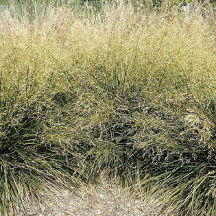 Deschampsia cespitosa Śmiałek darniowy Goldtau 2