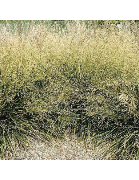 Goldtau Deschampsia cespitosa Śmiałek darniowy
