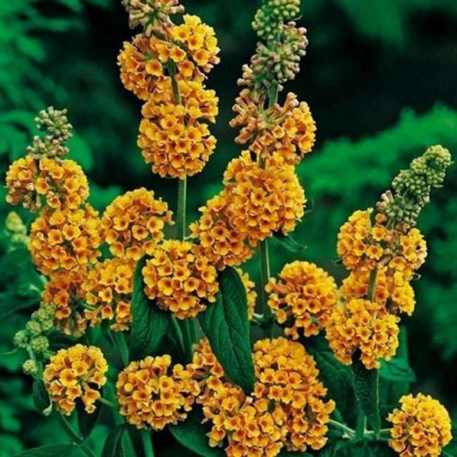 Buddleja weyeriana Budleja Weyera Sungold