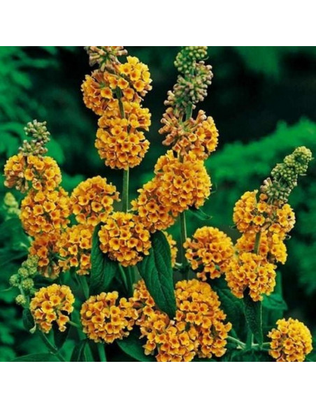 Buddleja weyeriana Budleja Weyera Sungold