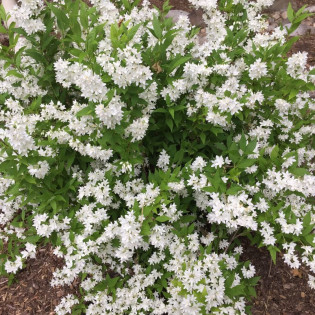 Deutzia gracilis Żylistek wysmukły Nikko