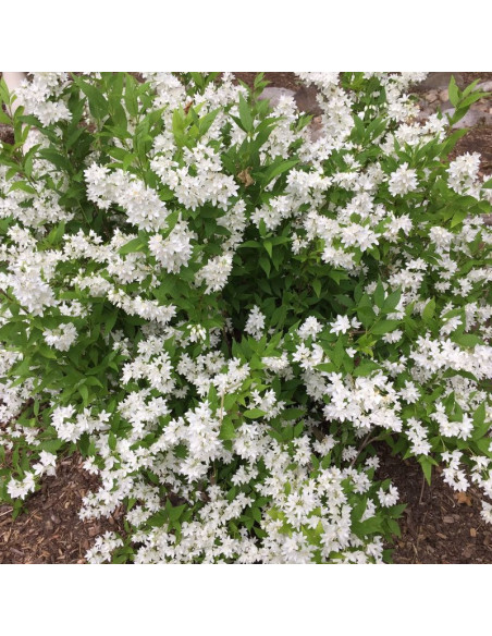 Deutzia gracilis Żylistek wysmukły Nikko