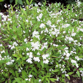 Deutzia gracilis Żylistek wysmukły Nikko 2