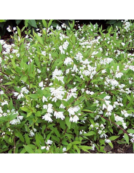 Nikko Żylistek wysmukły Deutzia gracilis