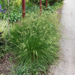 Śmiałek darniowy Bronzeschleier Deschampsia cespitosa 2