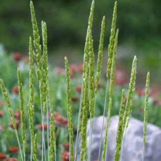 Strzęplica sina Koeleria glauca 2