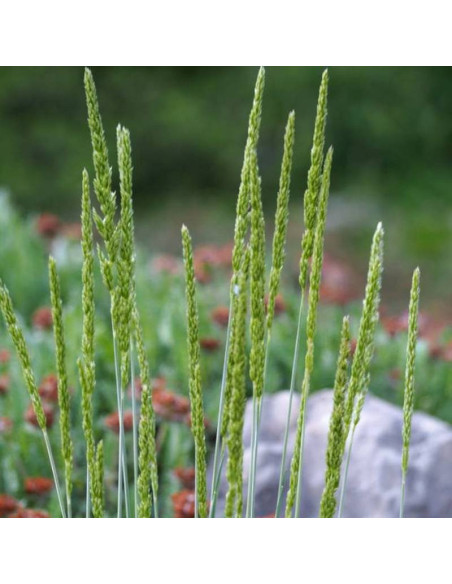 sina Koeleria glauca Strzęplica