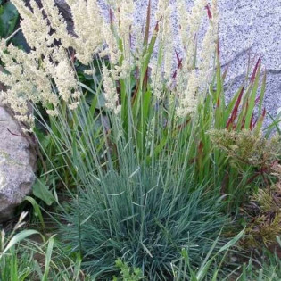 Strzęplica sina Koeleria glauca