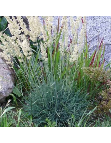 Strzęplica sina Koeleria glauca