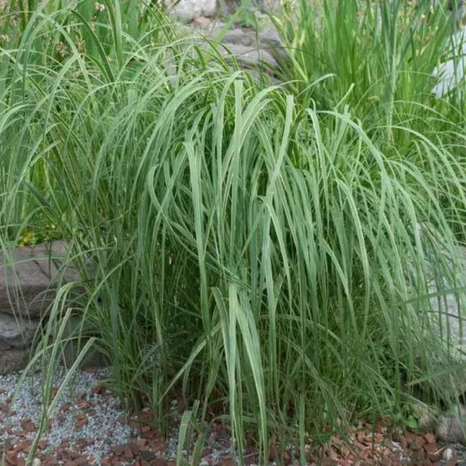 Aureomarginata Spartina pectinata Spartyna grzebieniasta