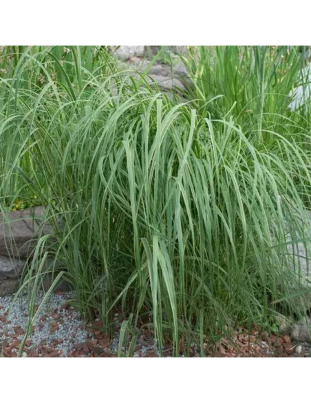 Aureomarginata Spartina pectinata Spartyna grzebieniasta