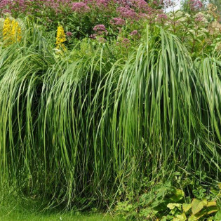 Spartyna grzebieniasta Aureomarginata Spartina pectinata
