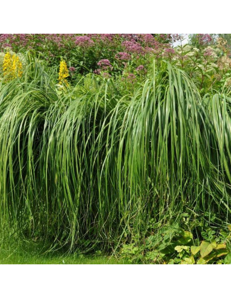 Spartyna grzebieniasta Aureomarginata Spartina pectinata