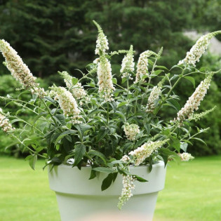 Budleja White Chip PBR Buddleja