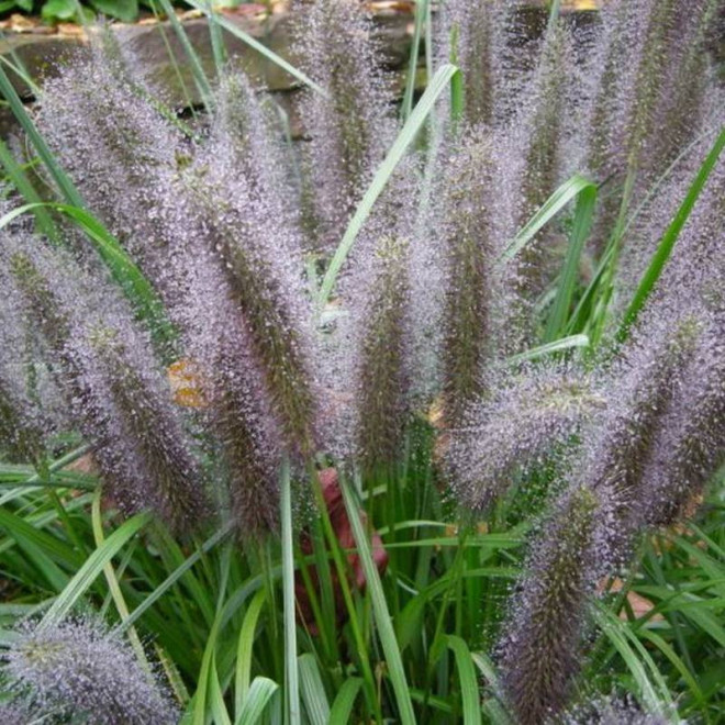 Moudry Pennisetum alopecuroides Piórkówka Rozplenica japońska