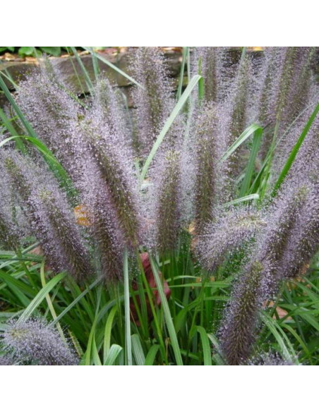 Moudry Pennisetum alopecuroides Piórkówka Rozplenica japońska