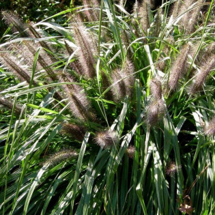 Moudry Pennisetum alopecuroides Piórkówka Rozplenica japońska 2