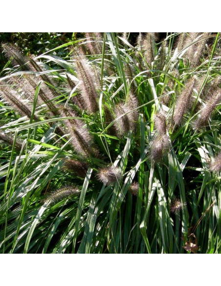 Rozplenica japońska Moudry Pennisetum alopecuroides Piórkówka
