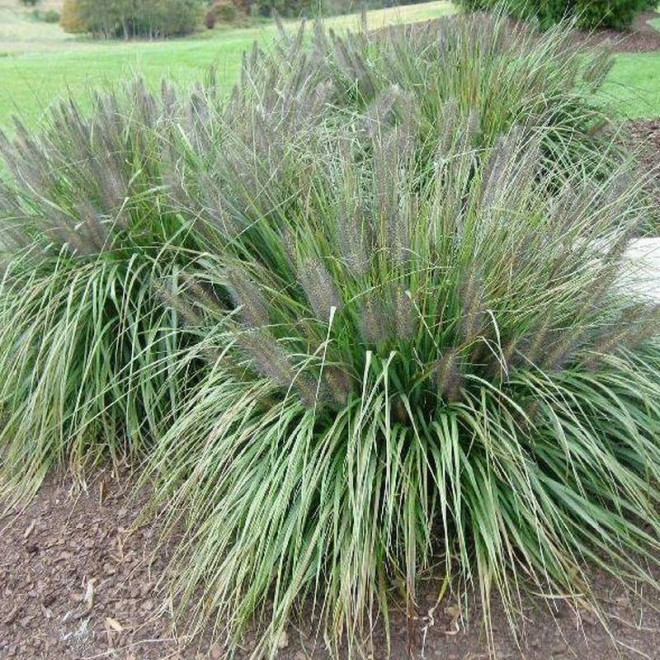 Piórkówka Rozplenica japońska Moudry Pennisetum alopecuroides