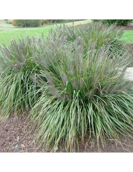 Piórkówka Rozplenica japońska Moudry Pennisetum alopecuroides