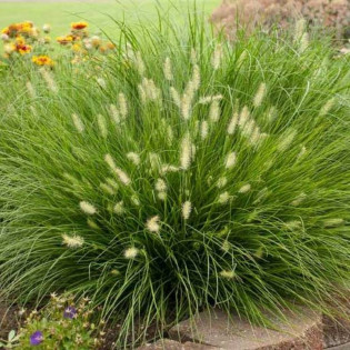 Rozplenica japońska Pennisetum Little Bunny 2