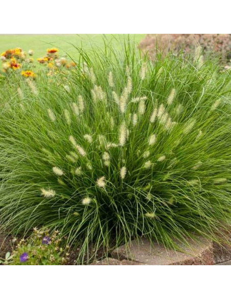 Little Bunny Pennisetum Rozplenica japońska